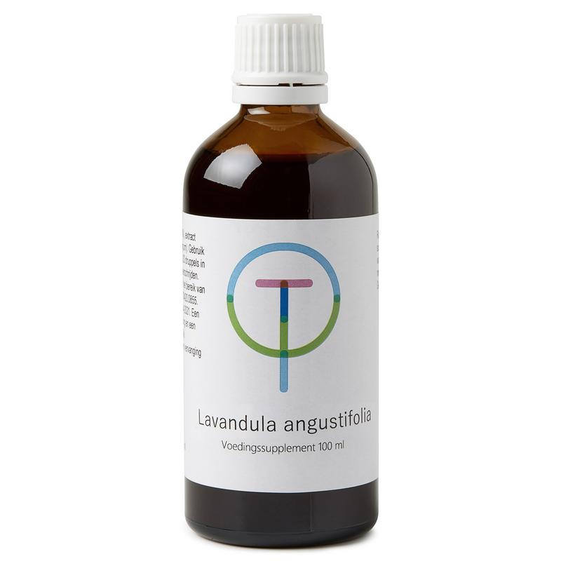 Lavendula Angustfolia